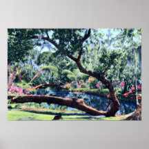 Lake Wales Florida Wishing Tree Poster