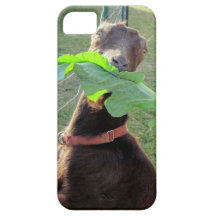 Lamancha Goat iPhone 5 Cover