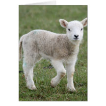 Lamb Greeting Card