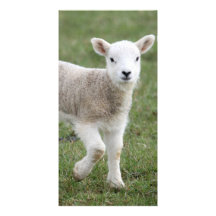 Lamb Personalized Photo Card