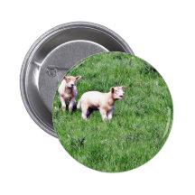 Lambs Sheep Pinback Buttons
