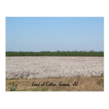 Land of Cotton Field Postcard