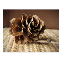 Larch Cone Post Card