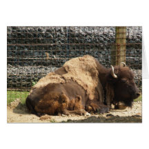 Large Brown Bison At Rest In Zoo America, Hershey, Cards