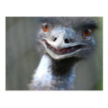 Large Emu  Postcard