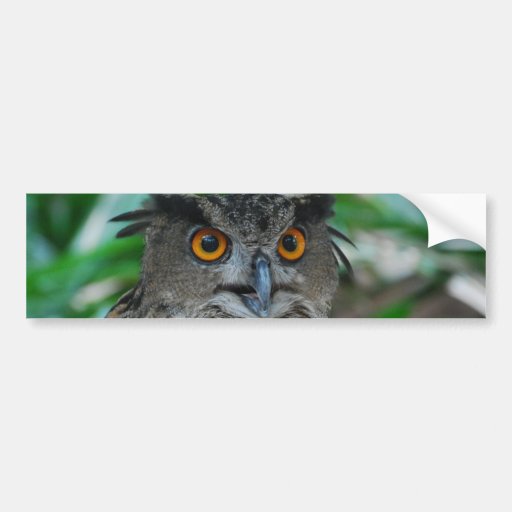 Large Owl Bumper Sticker