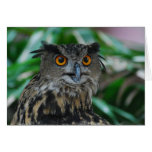 Large Owl Greeting Card