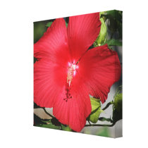 Large Red Hibiscus on a Bright Sunny Day canvas prints