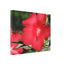 Large Red Hibiscus on a Bright Sunny Day canvas prints