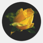 Large Yellow Rose Round Stickers
