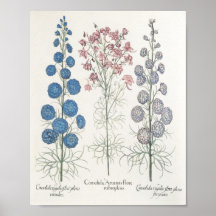 Larkspur Posters