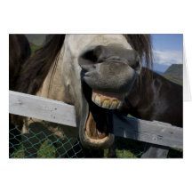 Yellow Teeth Horse