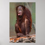 Laughing Orangutan Print