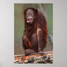 Laughing Orangutan Print