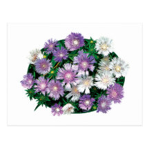 Lavender and White Stokes Asters Post Card
