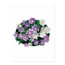 Lavender and White Stokes Asters Postcards