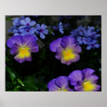 Lavender and Yellow Pansies Print