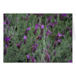 Lavender Bee Blank Card