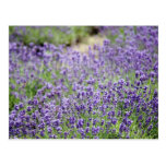Lavender III Postcards