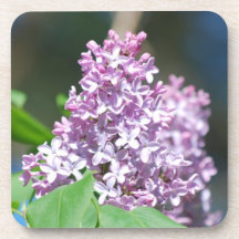 Lavender Lilacs Set of Coasters