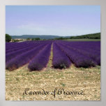 Lavender of Provence Poster