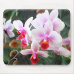 Lavender & Orange Phalaenopsis Orchids Mousepad