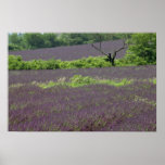 Lavender, Provence, France flowers Posters
