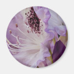 Lavender Rhododendron Bloom Fridge Magnet
