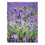 Lavender V Postcard