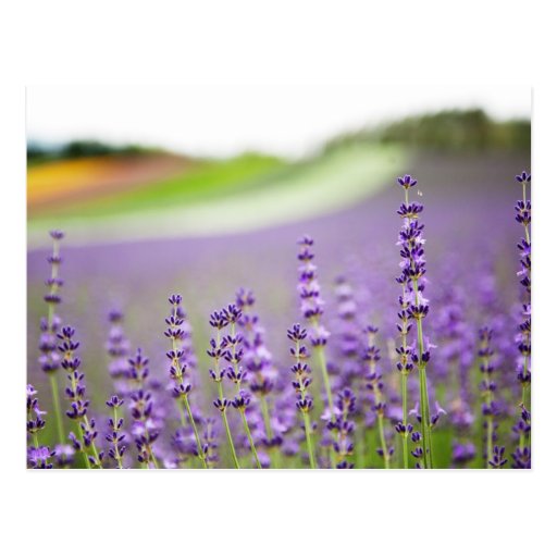 Lavender VI Post Card