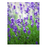Lavender VII Post Card