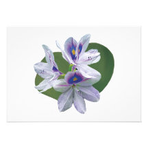 Lavender Water Lilies Invitations