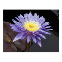 Lavender Water Lily Post Cards