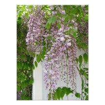Lavender Wisteria ~ Photo