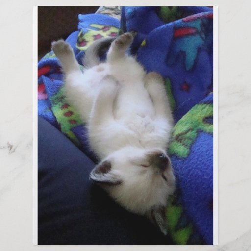 Lazy Cat Custom Flyer