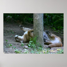 Lazy Mountain Lion- Save the Planet photo poster