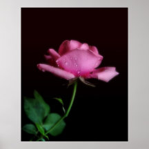 LC_SS_Rose Poster