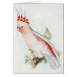 Leadbeatter Cockatoo Cards
