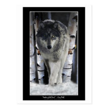 LEADER OF THE PACK ~ Wolf Postcards