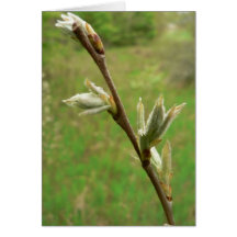 Leaf Burst Card