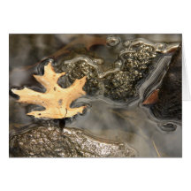 Leaf In The Water Card