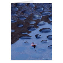 Leaf Leaves Reflection Puddles Card