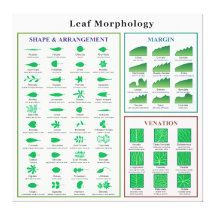 Leaf Morphology Chart Gallery Wrap Canvas