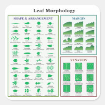 Leaf Morphology Chart Square Stickers