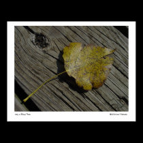 Leaf on Bridge Plank posters