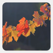 Leafs On A Twig Square Stickers