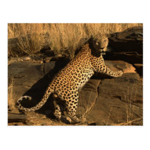 Leaping Leopard Postcard