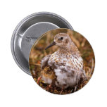 Least Sandpiper and chick Buttons