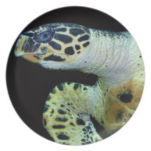 Leatherback Sea Turtle Plate