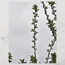 Leaves against cloudy sky flyer